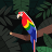 Birdzacom